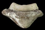Huge, Fossil Crusher Shark (Ptychodus) Tooth - Kansas #152255-3